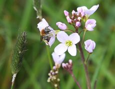 Wiesenschaumkraut-41.jpg